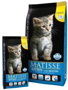  Matisse Kitten 1-12 Months